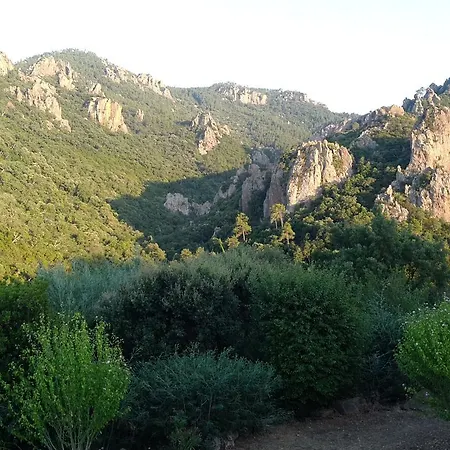 Les Mimosas *